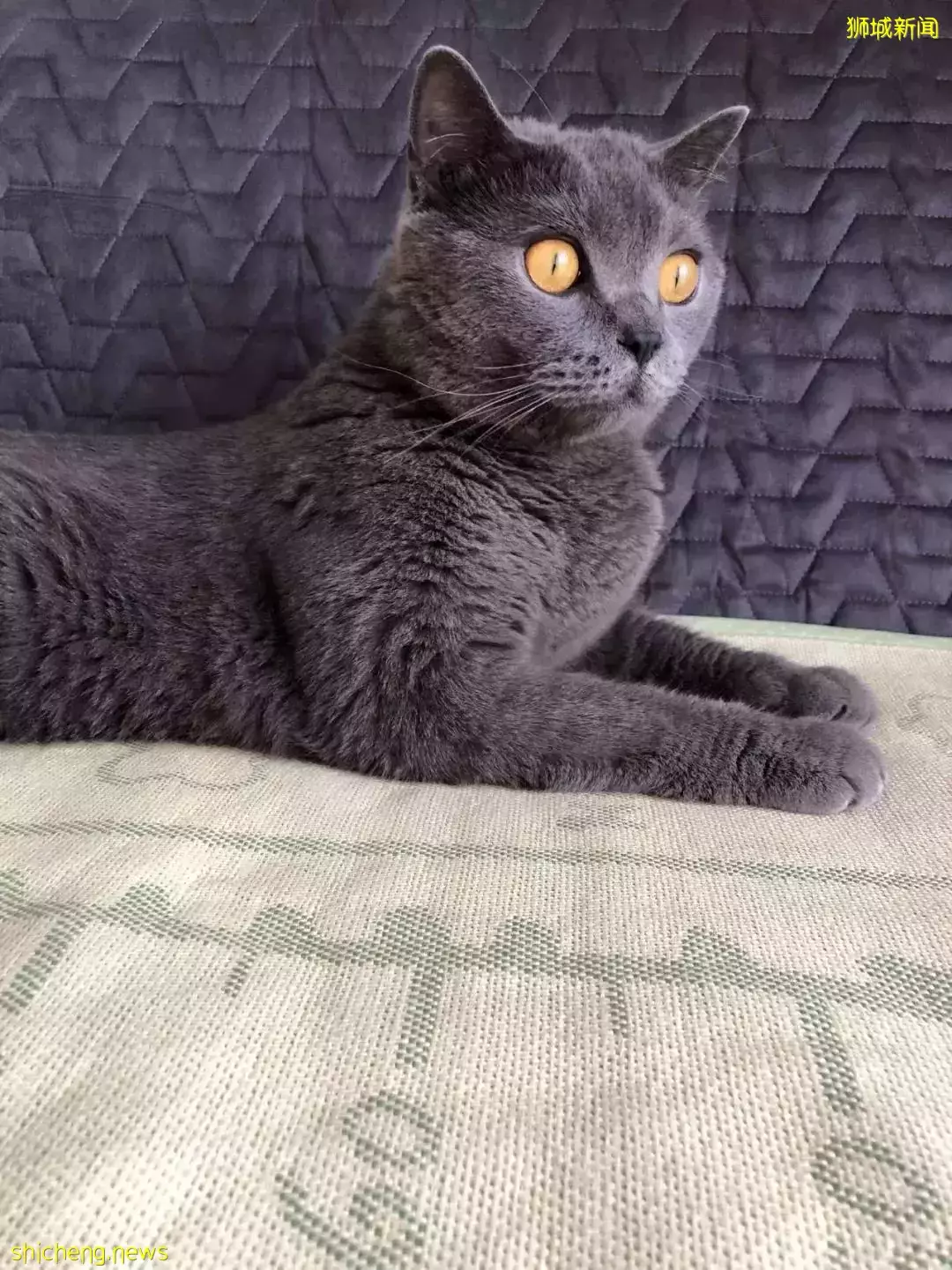 耗时6个月,隔离30天,我的宝贝终于来新加坡跟我团聚了