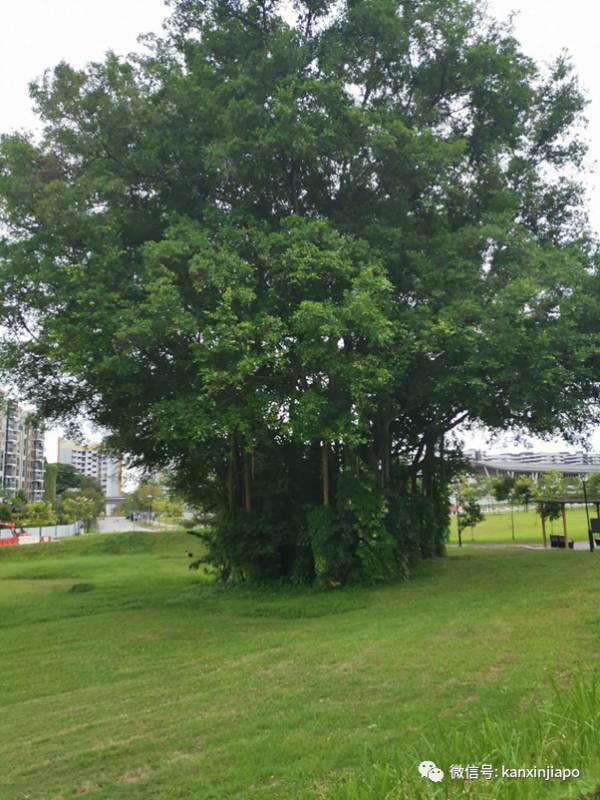 狮城青青草，小八哥鸟生活在“快乐天堂”