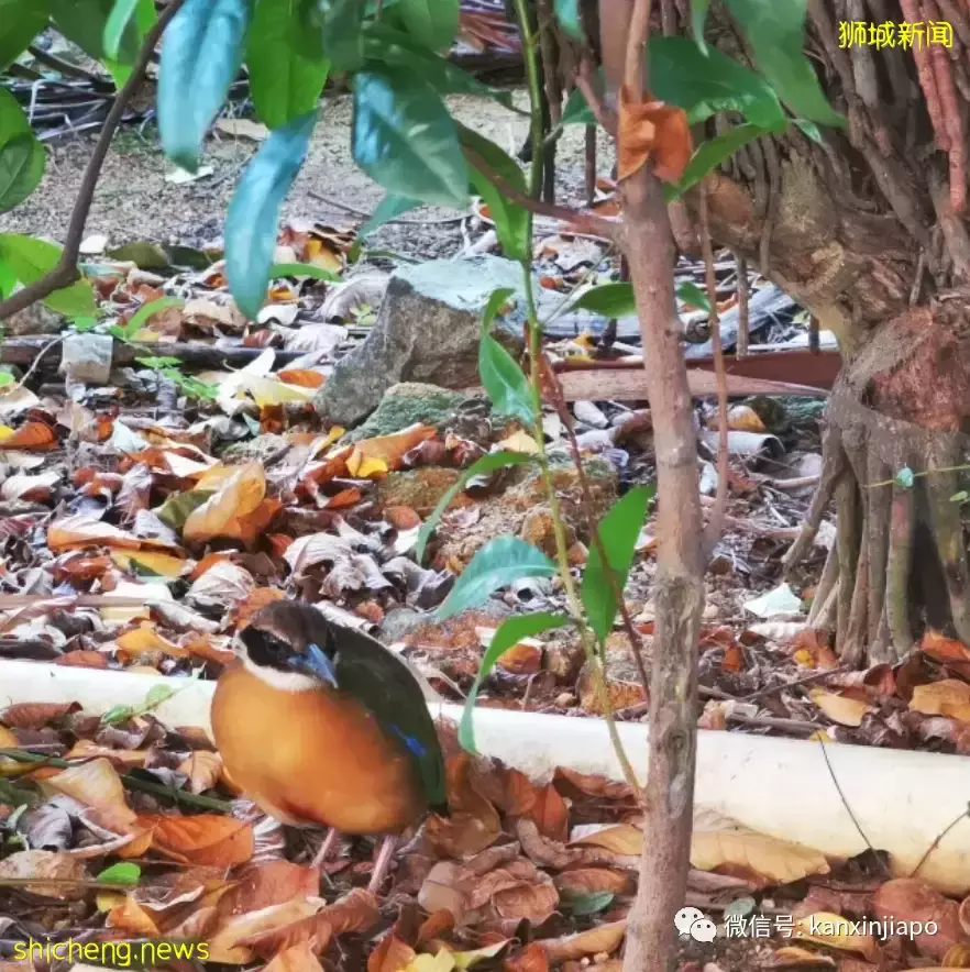 神奇动物在哪里?珍稀小鸟现身组屋区掀起观赏潮