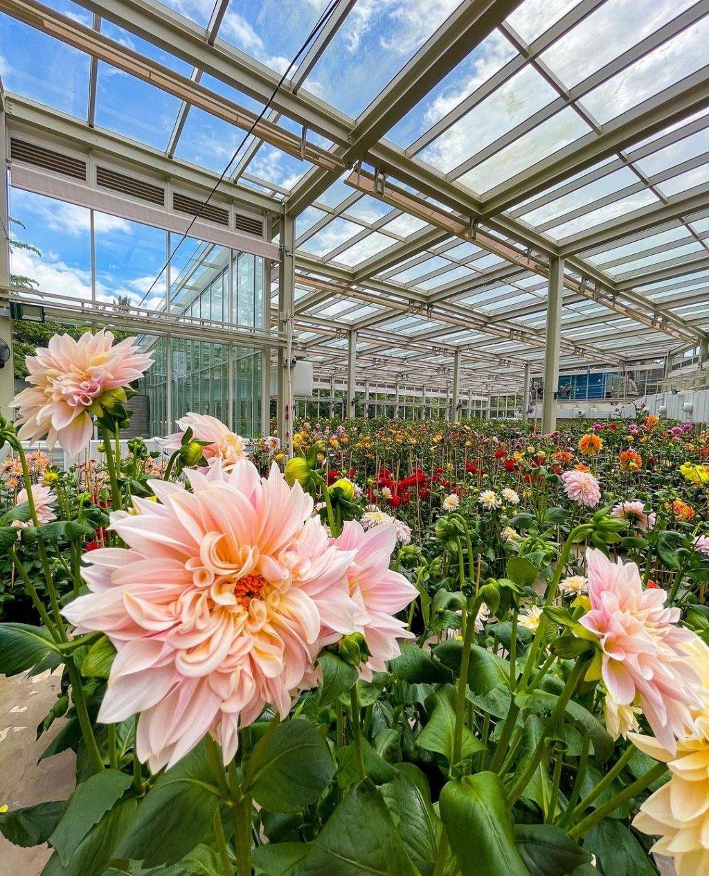 喜迎新春第一彈🧨 濱海灣花穹，15日迎牛年新春花卉展🐮喜氣洋洋慶新年，票價僅從S$5起