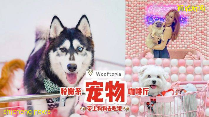 Wooftopia俏皮可爱宠物咖啡厅🐶 呆萌哈士奇坐镇！纯撸狗或带上自家狗狗都可以👌