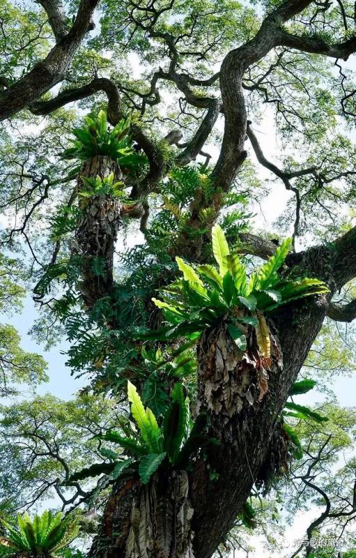 你在新加坡看过会下雨、会哭泣的树