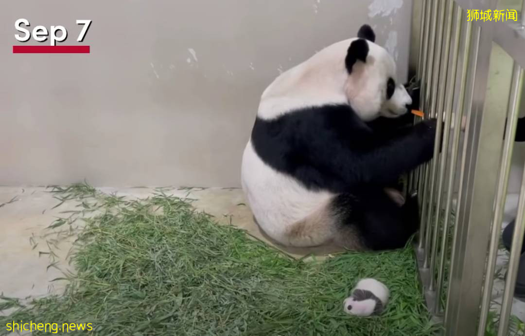 新加坡的熊猫宝宝满月照来了!毛茸茸终于“有熊样”