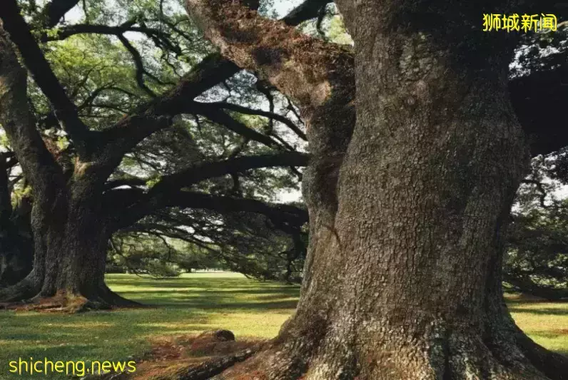 3 Orchard By The Park 【永久業權世代傳承】第十郵區烏節路上繁華地段中的甯靜奢華