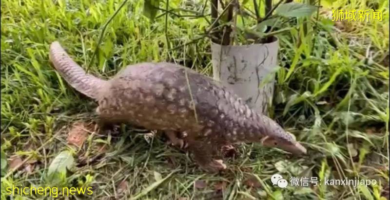 濒危动物穿山甲身受重伤，出现在新加坡路旁