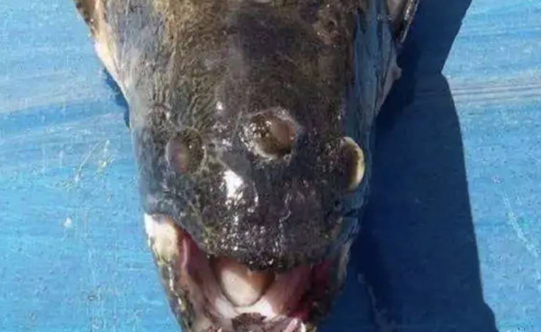 日本今天正式决定排核废水入海!将大规模导致海鲜变异、人癌变!新加坡和中国网友怒了