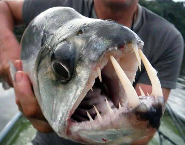 新加坡蓄水池出現恐怖形狀的怪物魚!怎麽來到新加坡的