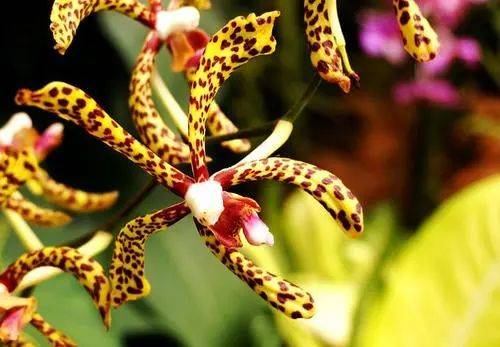 玩轉新加坡!八個必去的旅遊景點