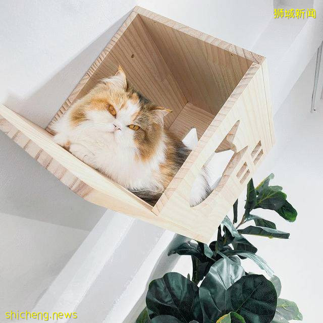 仅$12+!新加坡新开的撸猫好去处,让毛球们治愈你的心