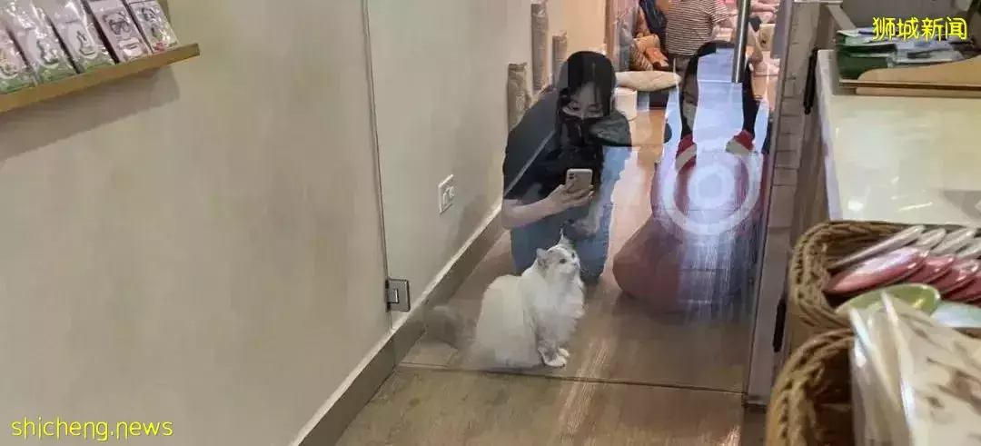 聊天、喝咖啡、撸貓……新加坡愛寵人士聚會好去處,軟萌貓咪等你來