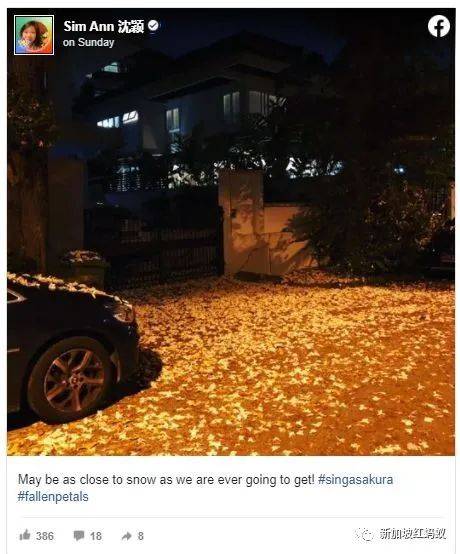 新加坡也有“櫻花”？看看當地領導們如何當起賞花向導