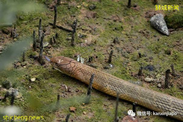 新加坡上演眼镜王蛇PK大蟒蛇,真实争霸战!谁吃掉了谁