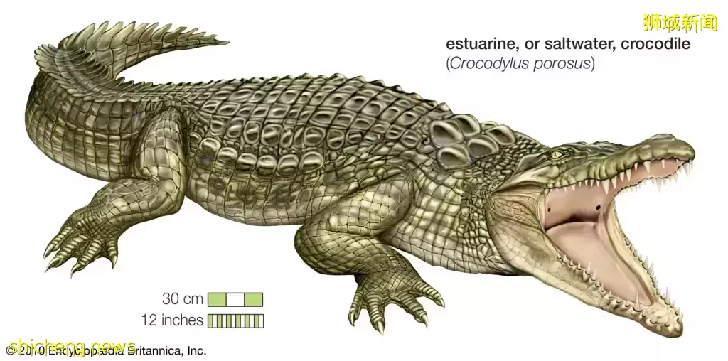 来去自由!网友拍到鳄鱼横渡新马海峡😂鳄鱼也想出门旅游