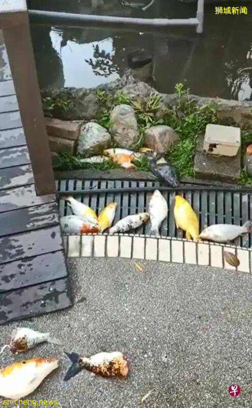 谁能料到,可爱的小家伙们竟如此残忍