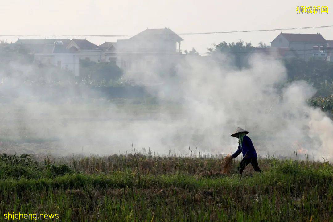 馬國一雞蛋農場暴發疫情,新加坡食品局:對本地影響不顯著 .
