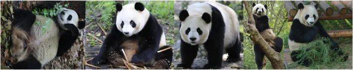 NTU 学者利用 AI 深度学习对大熊猫行为进行研究