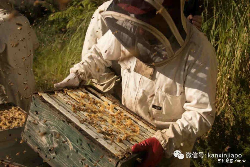 “新加坡最会买蜂蜜的男人”首次公开挑选秘笈