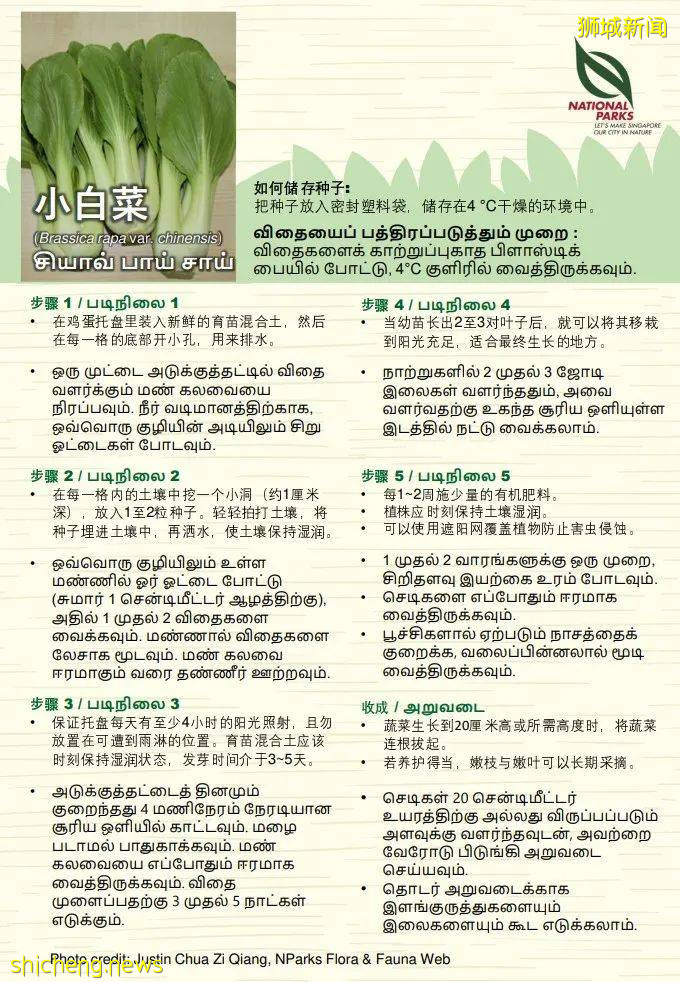 新加坡公园局又派发种子啦!已开放申请!还有教程教你怎么种