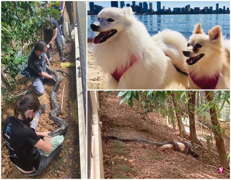 新加坡這家人後院進巨蟒，一口吞下寵物狗！主人驚呆了