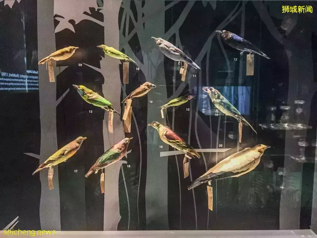 在新加坡，你見過熱戀中的水獺嗎