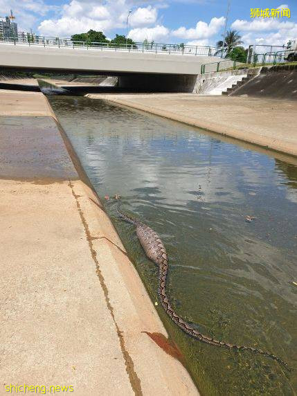 這樣的新加坡真是待不下！去！了