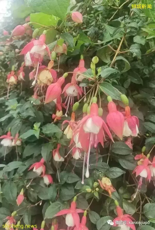 探访新加坡最美花园,只可惜这里的牡丹似乎缺少了点野性