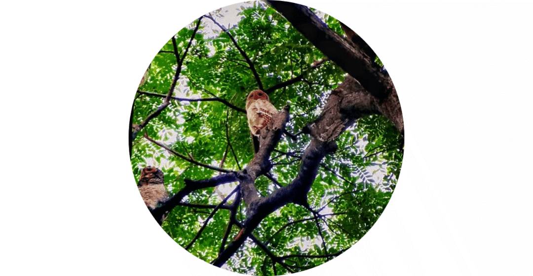 新加坡最好玩的海灘公園!趕海、騎馬、劃艇、樹籬迷宮、燒烤露營,超適合家庭出遊