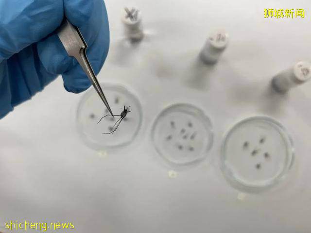 NUS研究发现 海黾历史与所生存洋流的历史紧密相连