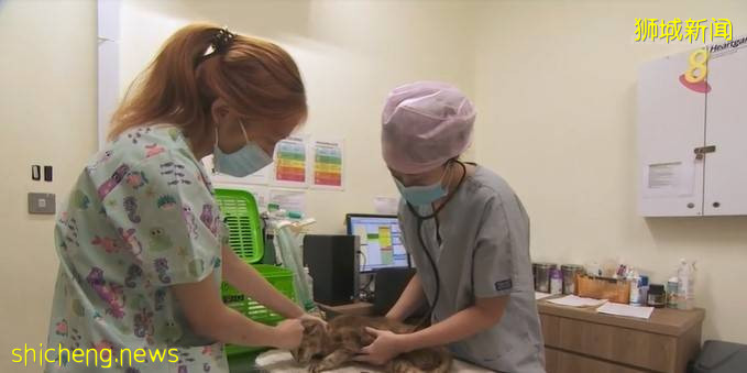 狮城目前无宠物确诊冠病  当局不建议为宠物做检测