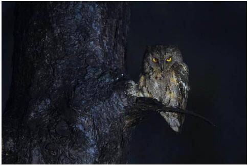 太萌了！猫头鹰找新加坡总理太累了，追寻路上站着就睡着了