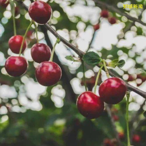 生鮮蔬果産地直送新加坡！送$19新幣，還免運費