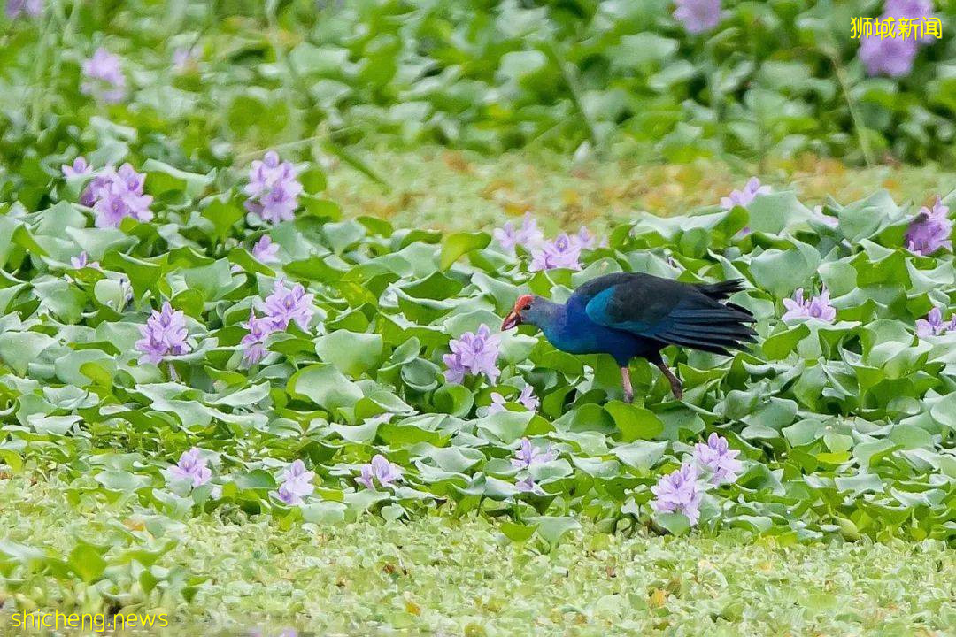 周末帶娃去徒步!10米高木塔、農場、木棧道,湖天一色好美