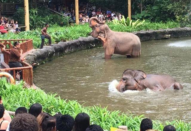 每年300多万人从中国涌入新加坡,就是为了这些