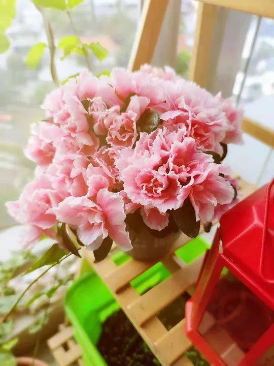 疫情之下，中國新移民在新加坡都是怎麽過年的