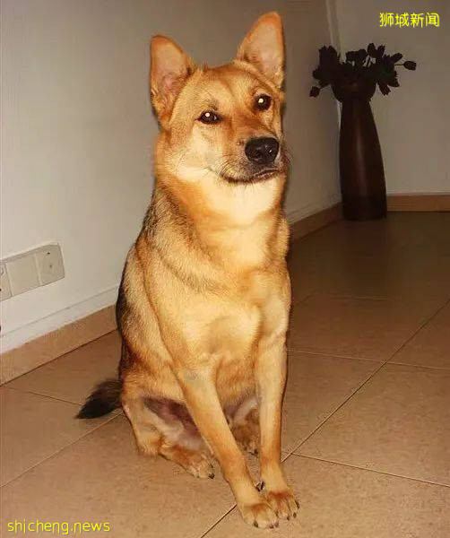 “我最亲爱的四喜走了,带走了我在新加坡16年的青春和回忆...”