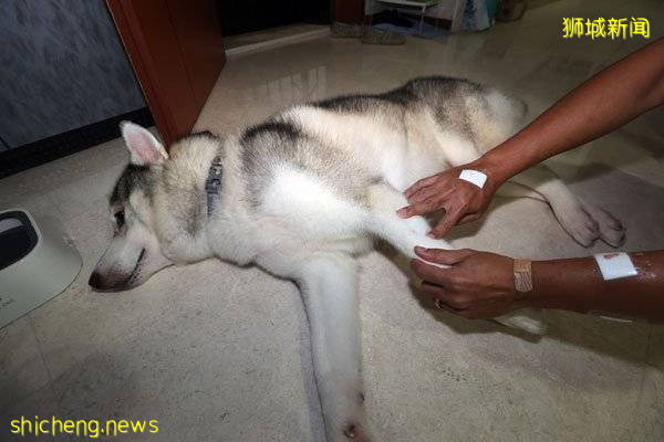 狗咬狗!主人互罵 誰對誰錯