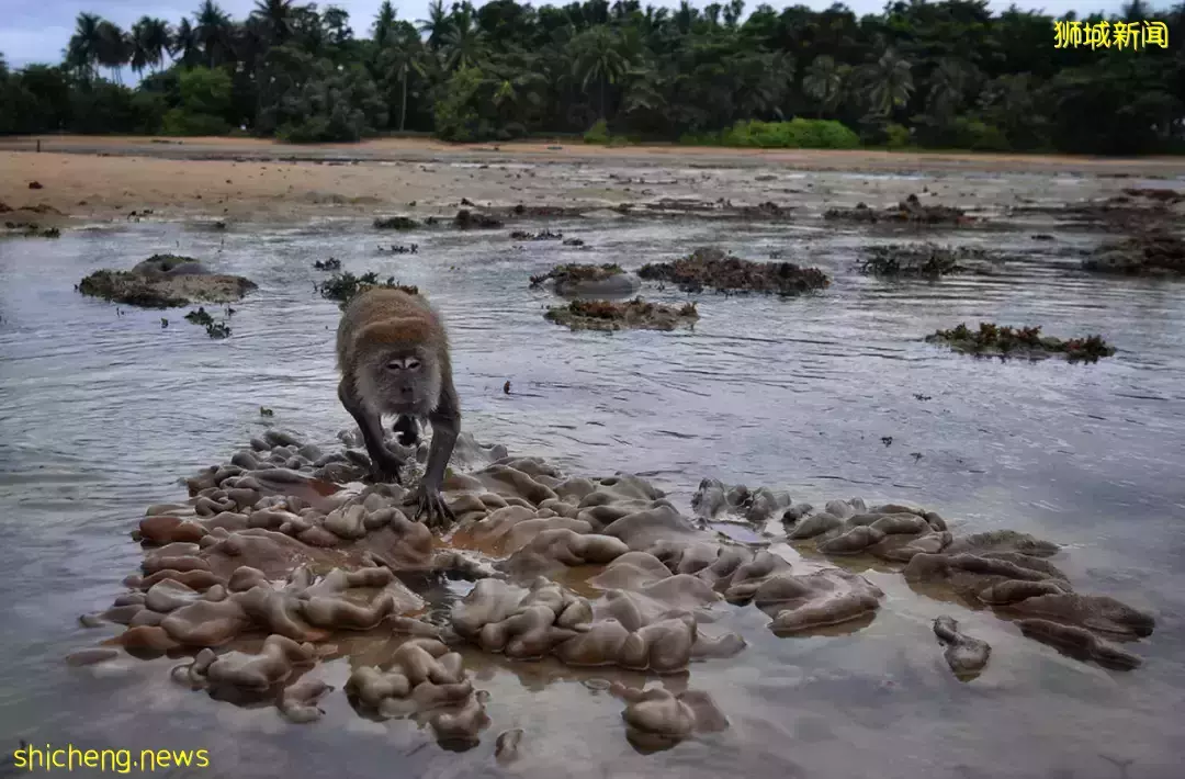 假期出遊 新加坡那些鮮爲人知的“寶藏”勝地