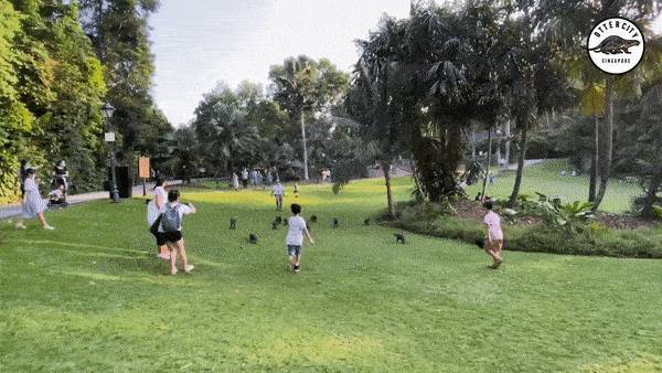 14只水獭在新加坡植物园被小孩们“追杀”，父母竟也加入战局