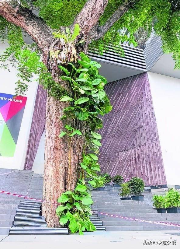 新加坡,全球著名的花园城市,承载着新加坡集体回忆的那些树木