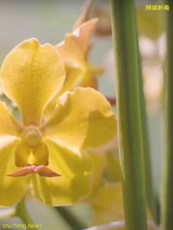 手機“一掃”入境新加坡,一起來看看有4500種花卉的全新熱帶花園吧