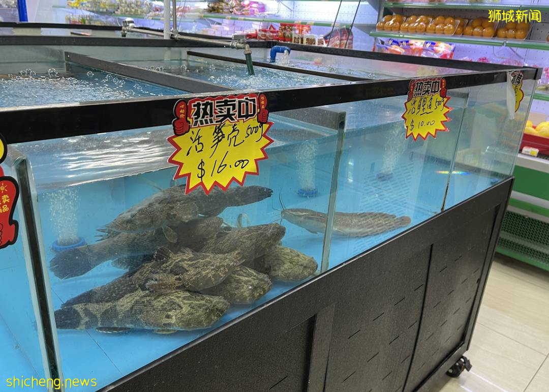 新加坡再次解封後，這家中國超市火了！80多種海鮮$2起！小龍蝦辣條包點東北大米扛回家