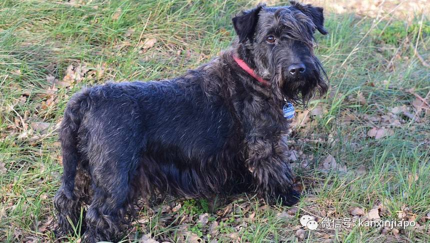 金毛被舉報組屋主人無奈棄養,還有哪些狗狗組屋不能養