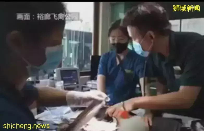 牛了个B啦!新加坡烧秃毛的老鹰“植发”,这“假发”简直啦