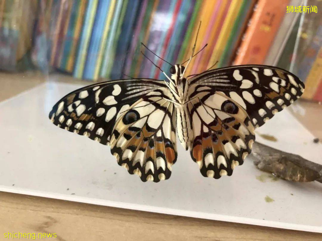 別人家養貓養狗當寵物,我兒子卻喜歡在新加坡養毛毛蟲