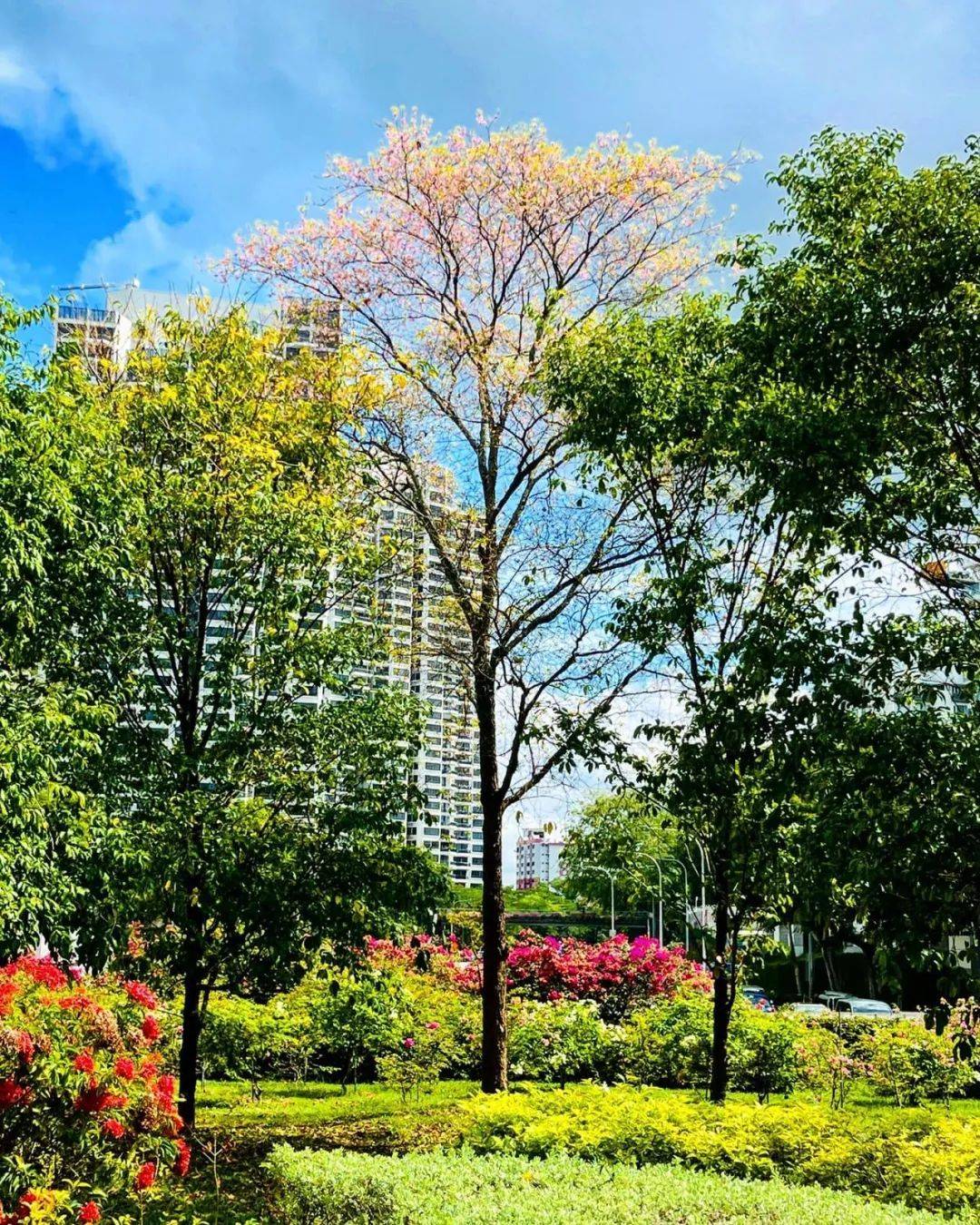 新加坡這些“櫻花公園”火了！$2起限定美食，別讓粉色季節白白溜走啦