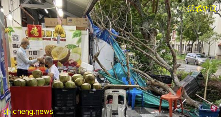 天降橫禍! 樹幹斷裂直墜 砸傷阿叔!