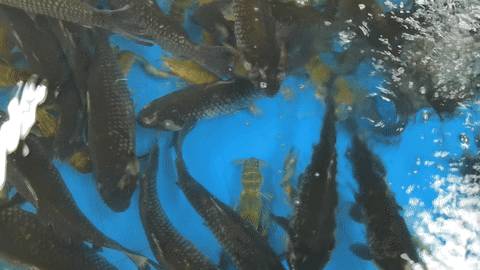 2021新加坡米其林榜出爐!種草高級海鮮食材:帝王蟹、加拿大青口、蘇格蘭竹蚌