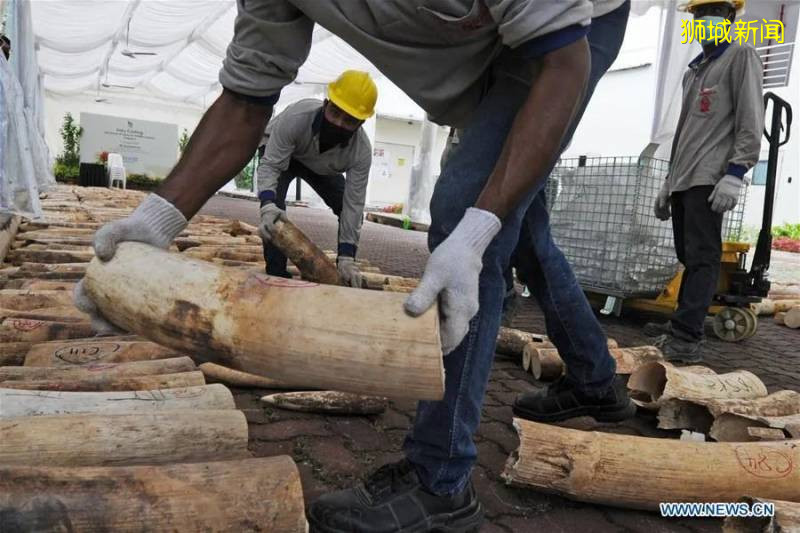 好樣的！新加坡銷毀9噸象牙，世界規模最大，全球直播