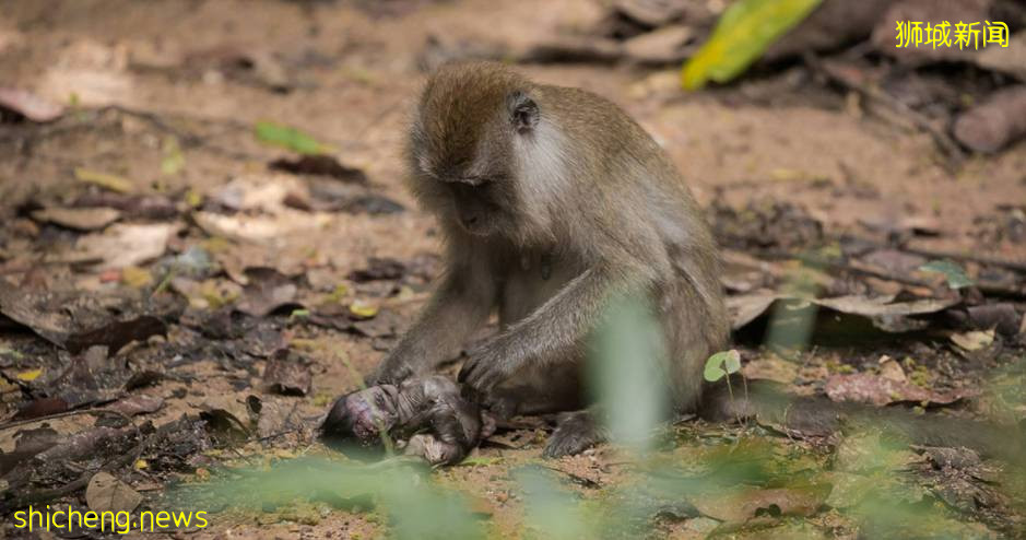 动物的母爱超感人!猴子妈妈抱着猕猴宝宝的尸体,连人类也看出来她的悲伤