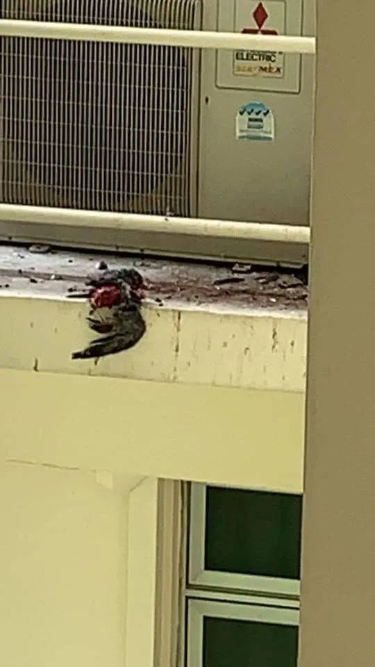 血肉模糊！鸽子大战乌鸦丧命，“丈夫”向前报仇